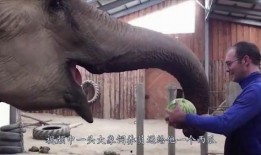 大象吃瓜免费吃瓜,瓜果飘香，免费共享欢乐时光