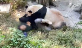 重庆动物园爆料视频播放,萌宠互动视频引网友热议