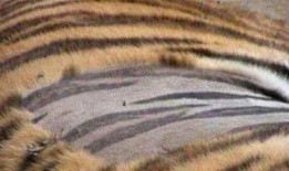 王老虎被爆料视频播放下载,播放下载量激增背后的真相揭秘