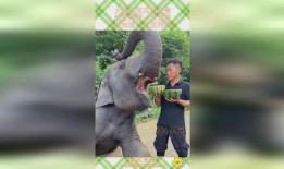 大象吃瓜免费吃瓜,瓜果飘香，免费共享欢乐时光