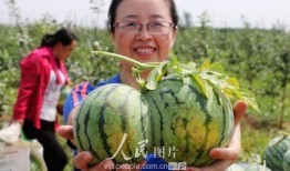 邯郸在线观看吃瓜免费,免费吃瓜盛宴，畅享网络娱乐新体验！