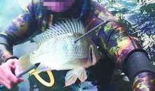 鱼爆料的视频大全,揭秘网络热点背后的真相