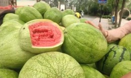 邯郸在线观看吃瓜免费,免费吃瓜盛宴，畅享网络娱乐新体验！