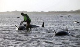 娱乐爆料鲸鱼事件是什么,鲸鱼事件揭秘，真相令人震惊！