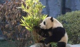 重磅福利熊猫在线观看,畅享萌态盛宴