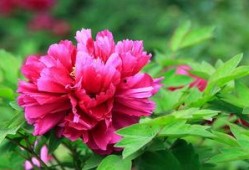 圈内八卦爆料富贵花,揭秘娱乐圈的神秘花魁