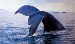 娱乐爆料鲸鱼事件是什么,鲸鱼事件揭秘，真相令人震惊！