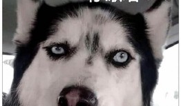 二哈爆料视频大全最新版,笑料横生，欢乐无限