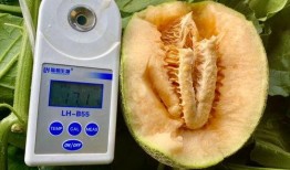 全网吃瓜免费大全,揭秘娱乐圈幕后故事