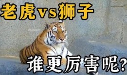 王老虎被爆料视频播放下载,播放下载量激增背后的真相揭秘