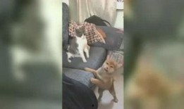 小雅姐姐爆料视频,幕后真相大曝光