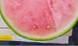 全网吃瓜免费大全,揭秘娱乐圈幕后故事