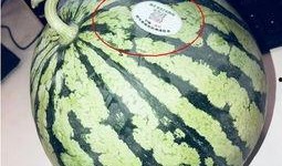 网红吃瓜 全家桶