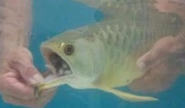 鱼爆料的视频大全,揭秘网络热点背后的真相