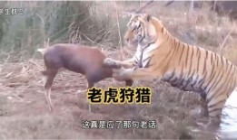 王老虎被爆料视频播放下载,播放下载量激增背后的真相揭秘