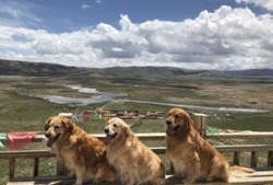 三人一狗最新爆料,揭秘娱乐圈背后的真实故事